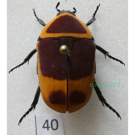 Pachnoda marginata peregrina Kolbe, 1906 ex. ovo Czad40